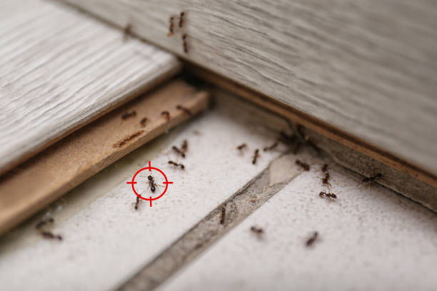 Best Commercial Pest Control Services  in Shingletown, CA