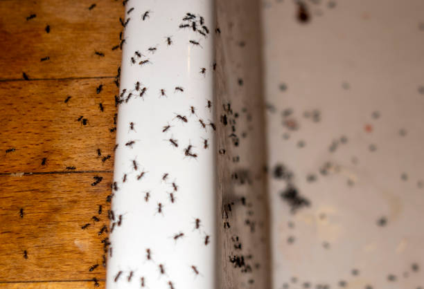 Best Pest Control for Restaurants  in Shingletown, CA