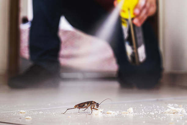 Best Local Pest Control Services  in Shingletown, CA